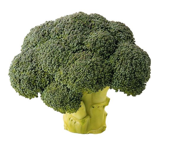 LE BROCOLI